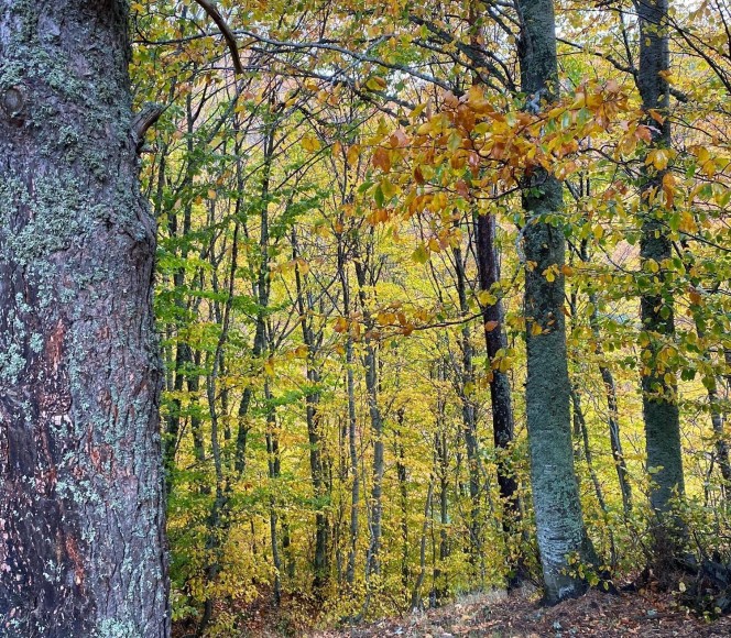 The Kirazlı Yayla Forest Trail Walk