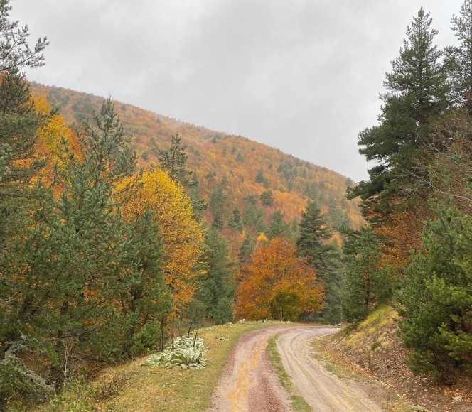 Kirazlı Yayla Orman Yolu Yürüyüşü